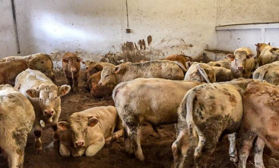 Charolais bulls in Algeria (pictured 2016)