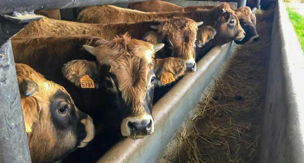 French-born bulls in Algeria, pictured during a previous trade mission to the country in 2016