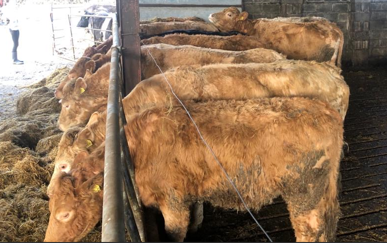 These Charolais and Limousin-cross cows are available in Co. Westmeath