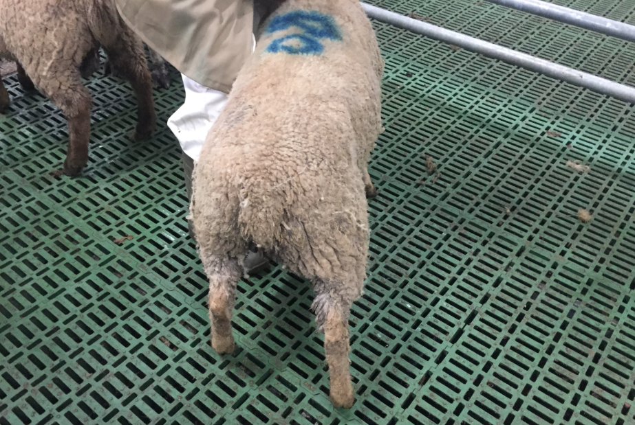 Category A. The lamb’s tail is clean, dry and free from contamination