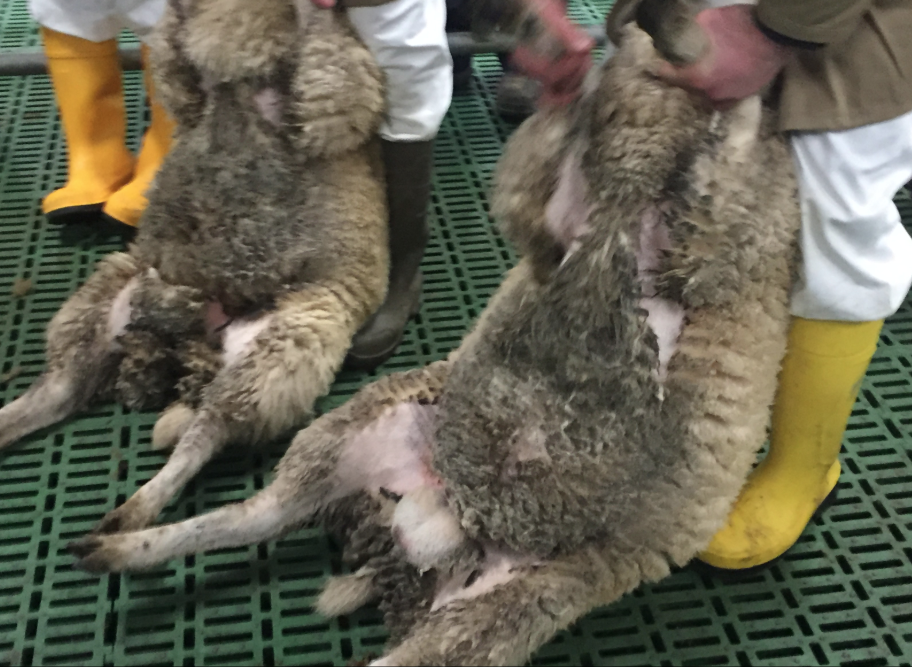 Dags around the tail are a big issue with Category B sheep