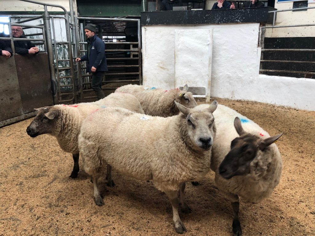 This pen of four cast ewes weighing 108kg sold for €160/head