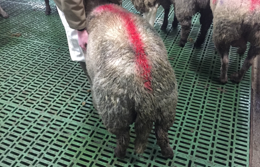 A Category C sheep with wet and dirty wool