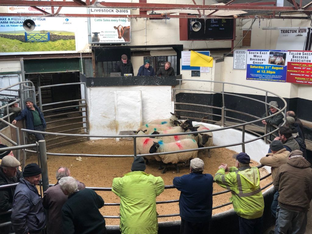 This lot of 10 twin-bearing ewes sold for €160/head