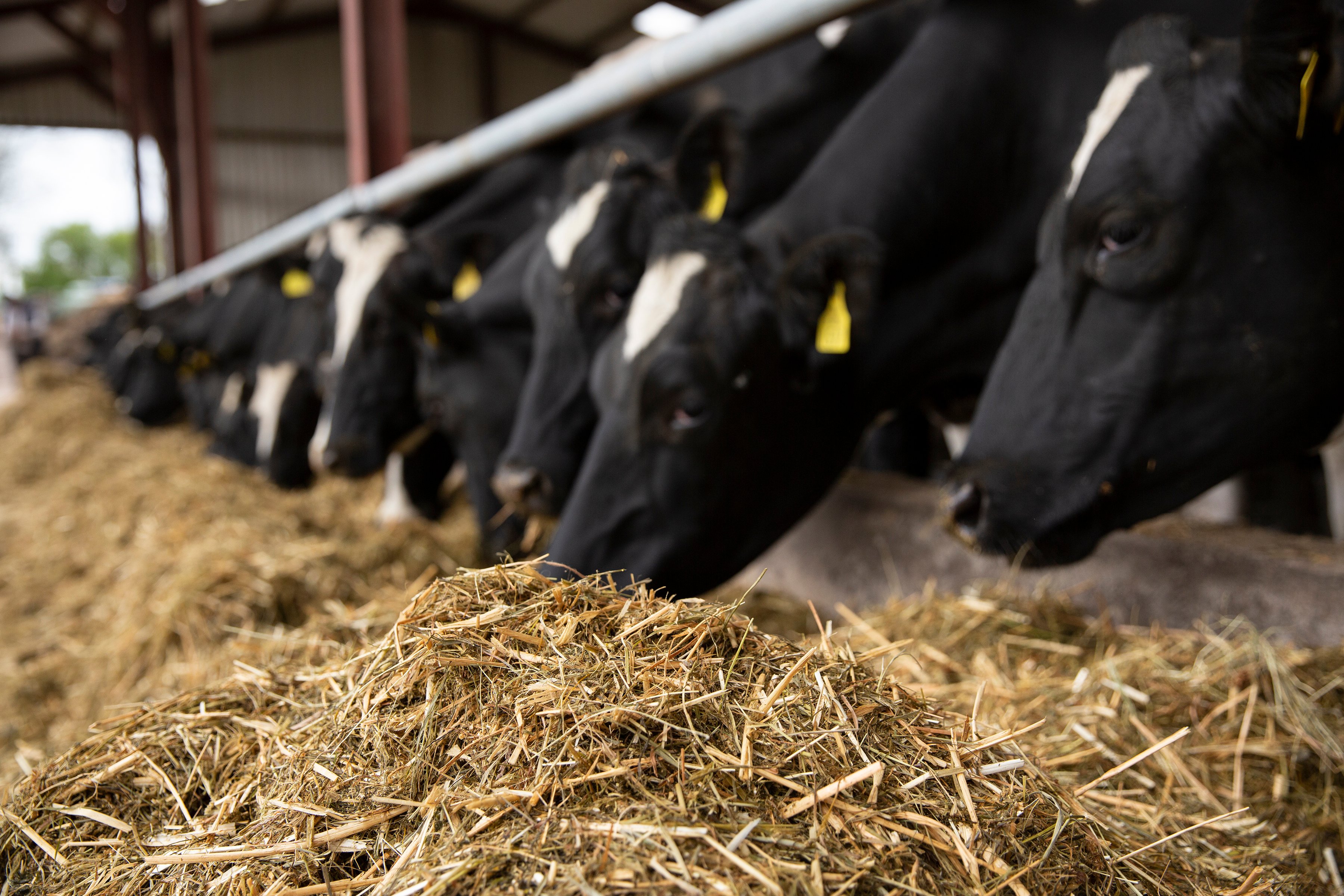 The use of buffer diets can help support intakes and the transition to full time grazing