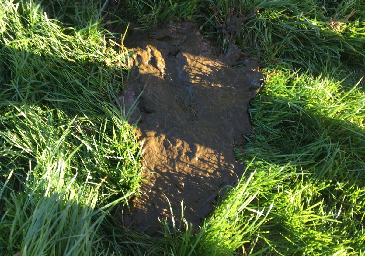 Cow dungs appearing loose or bubbly are an indicator of SARA (sub acute rumen acidosis)