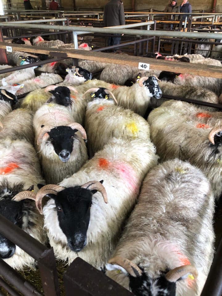 This pen of 12 wether hoggets weighing 37kg sold for €91/head