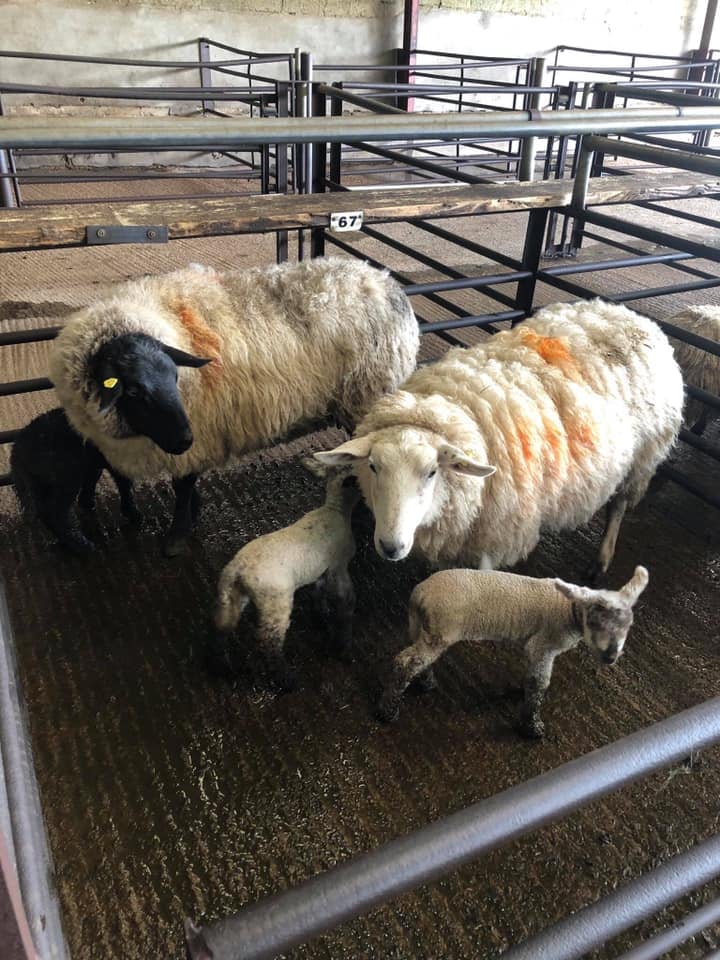 This pen of two ewes with four lambs at foot sold for €201/head