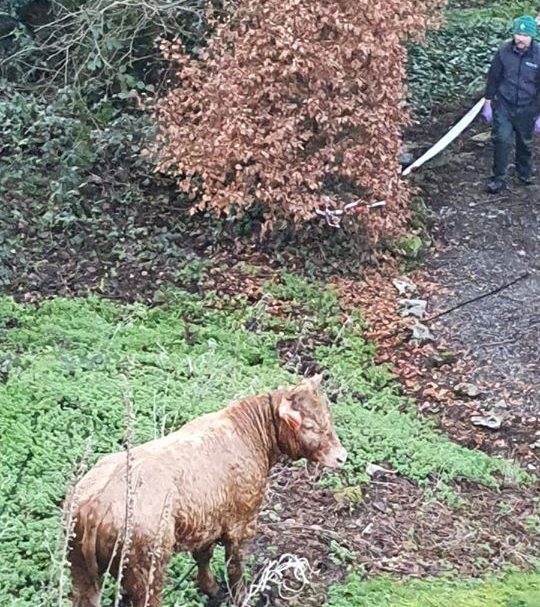 Image source: Cork City Fire Brigade