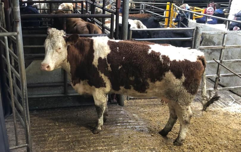 This Simmental cow, weighing 775kg, sold for €1,200 at Dowra Mart on Saturday last