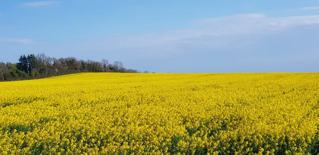 Winter oilseed rape in flower. Image source: Ollie Whyte