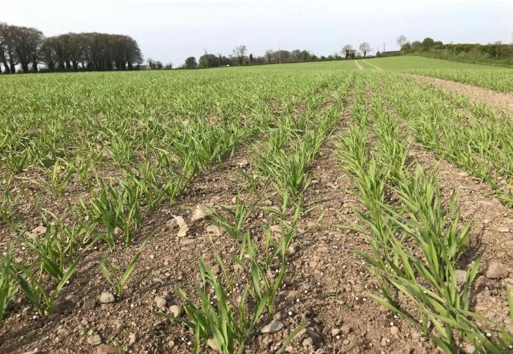 A crop of Barra spring gluten-free oats. Image source: Jayne Smyth, Glanbia
