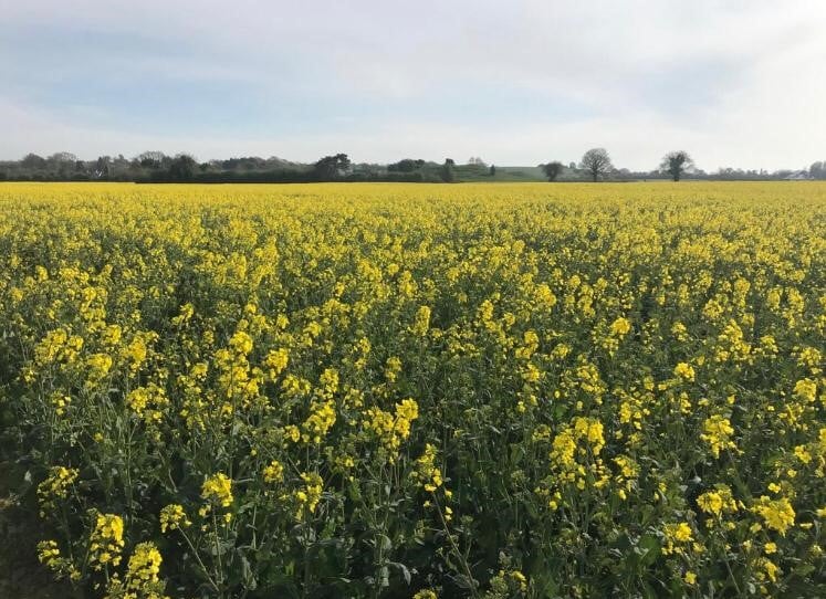 A crop of HEAR oilseed rape in Co. Meath. Image source: Jayne Smyth, Glanbia