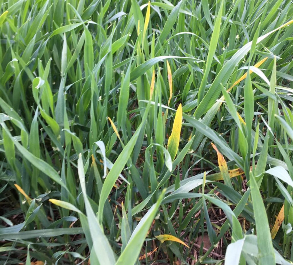 BYDV in winter barley. Image source: Tim McCarthy, Dairygold