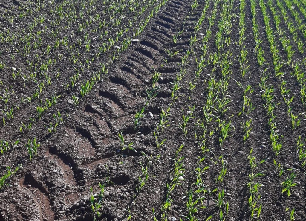 Nitrogen was applied to this crop of Planet spring barley last week. image source: Tim McCarthy, Dairygold