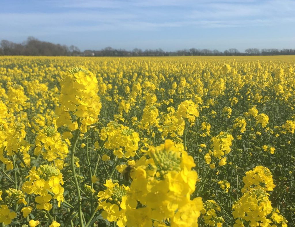 DK Expansion flowering in Co. Cork. Image source: Tim McCarthy, Dairygold