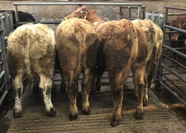 These 355kg, Charolais and Limousin bulls made €950 or €2.67/kg