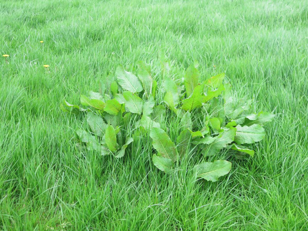 Ideal time to spray docks