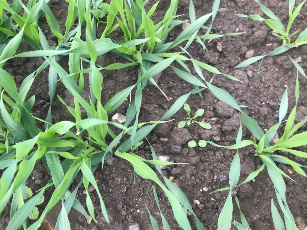 Weeds emerging in spring barley. Image source: Martin McDonald, Stradbally Town and Country