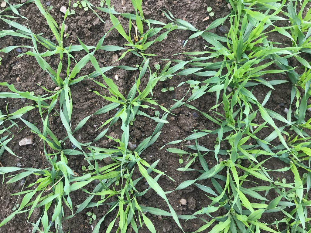 Weeds emerging in spring barley. Image source: Martin McDonald, Stradbally Town and Country