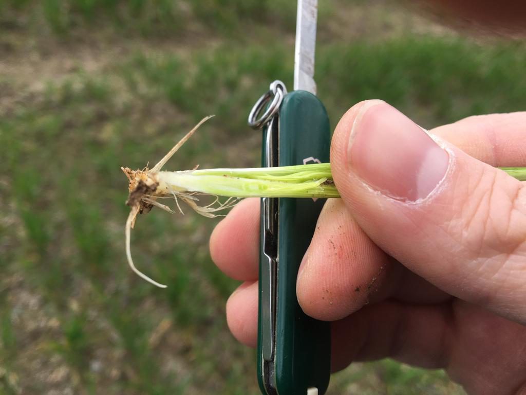 David was examining growth stages of crops this week. The majority of winter barley was at or approaching GS30, while some winter wheat crops were still at mid-tillering. Image source: David Shortall