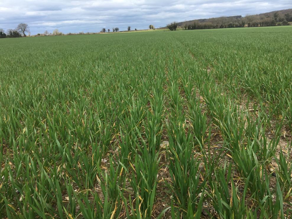 Image source: David Shortall