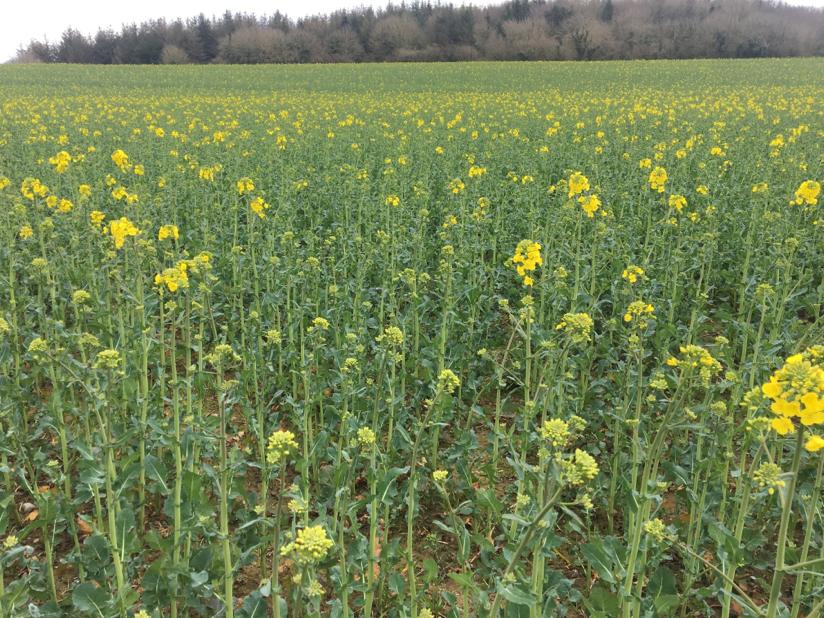 A crop of winter oilseed rape coming into flower. Image source: David Shortall