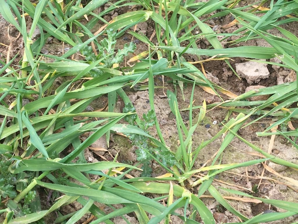 This crop of winter barley was clean from disease. A few weeds (groundsel) can be seen and will be tidied up shortly. Image source: David Shortall