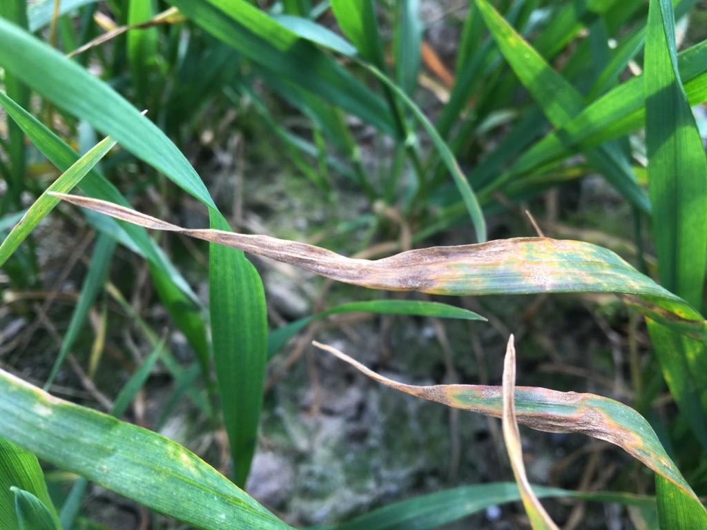 Septoria on winter wheat. Image source: David Shortall