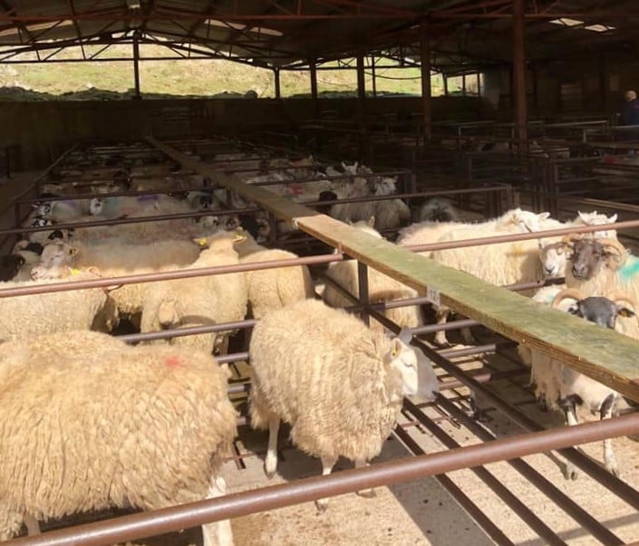 Sheep penned at Dowra Mart on Tuesday, April 7