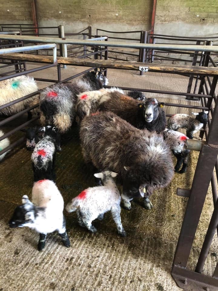 This pen of four ewes with eight lambs at foot sold for €140/head