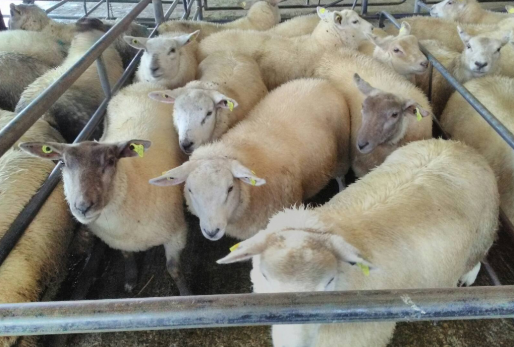 Sheep penned at Loughrea Mart prior to Covid-19
