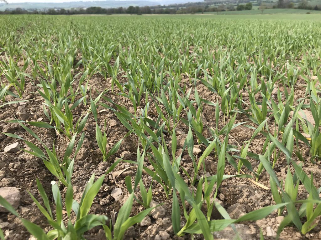 Spring barley on Padraig’s farm this week. Image source: Padraig Connery