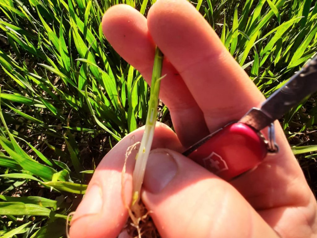 Checking growth stages on winter wheat. Image source: Tim McCarthy, Dairygold