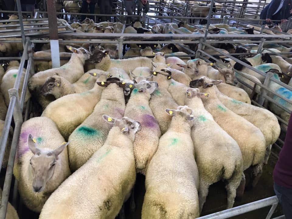 Sheep penned at a sale in Tuam Mart