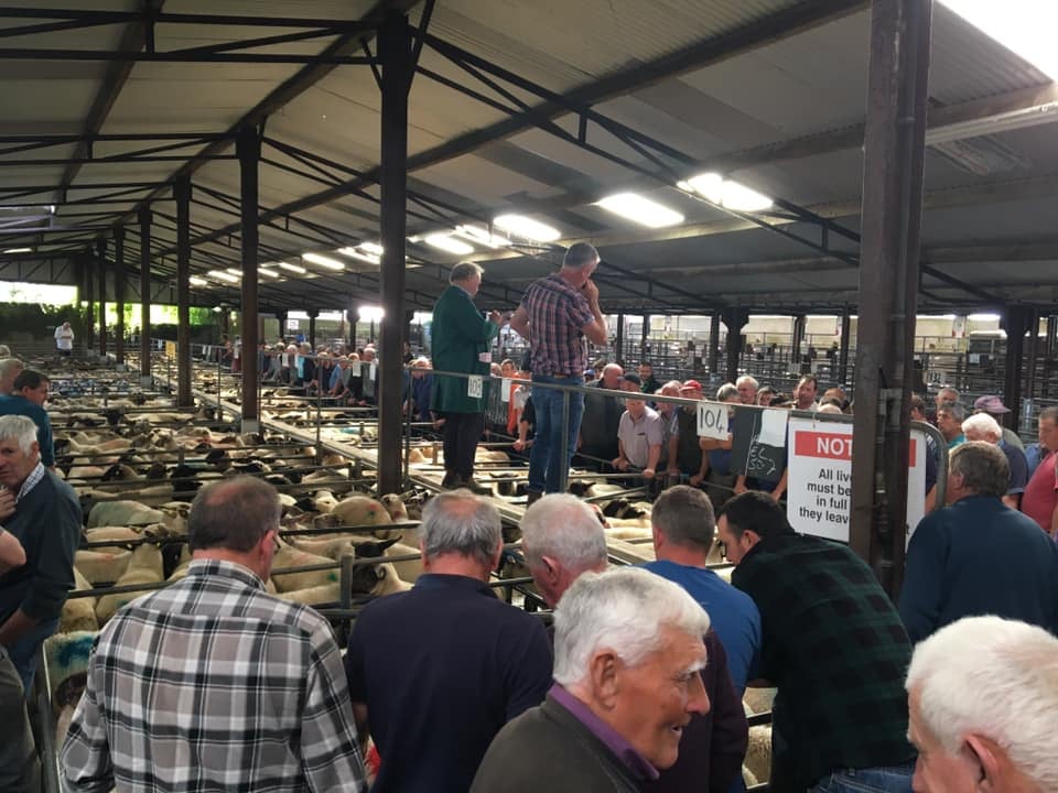 Sheep sale in full swing at Tuam Mart prior to Covid-19 related restrictions
