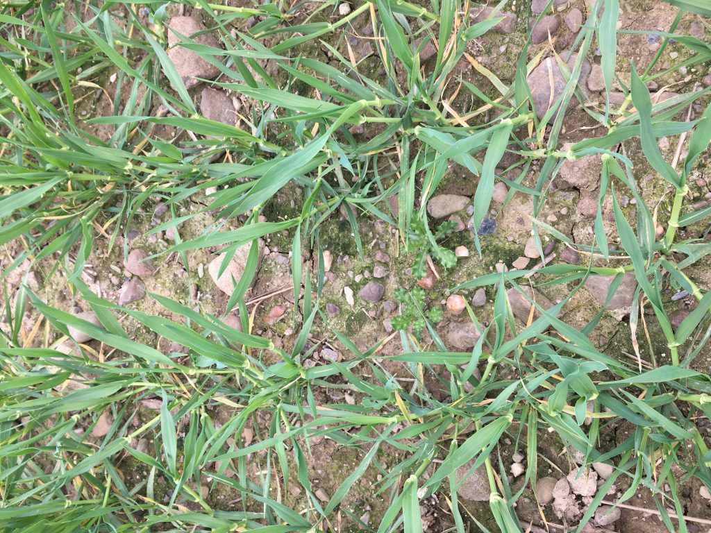Some Belfry winter barley that James was walking on Wednesday