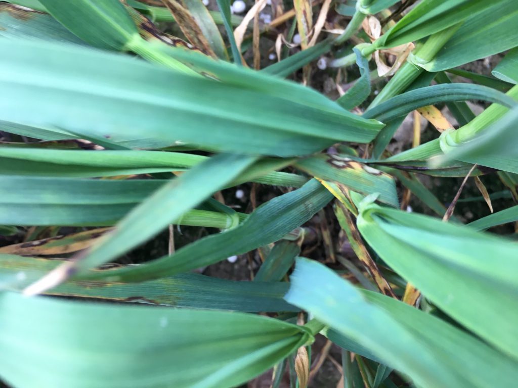 Rhynchosporium on winter barley on Thursday, April 2. Nitrogen had been applied in recent days