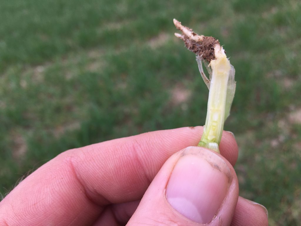 James was examining growth stages of crops. Many winter barley crops are at GS30 and heading for GS31 in the area