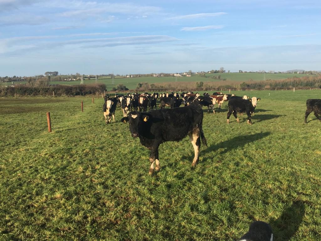 Aidan Maguire’s yearlings grazing early spring grass
