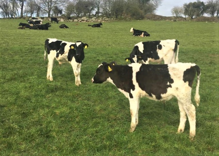 Autumn-born calves out grazing on Peter Byrne’s farm in Co. Kildare
