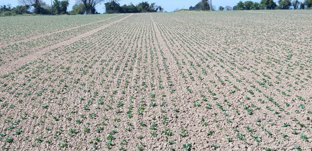 Beans emerging nice and evenly. Image source: Ollie Whyte