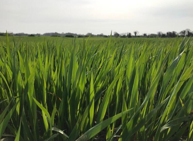 A crop of Barra winter gluten-free oats. Image source: Jayne Smyth, Glanbia