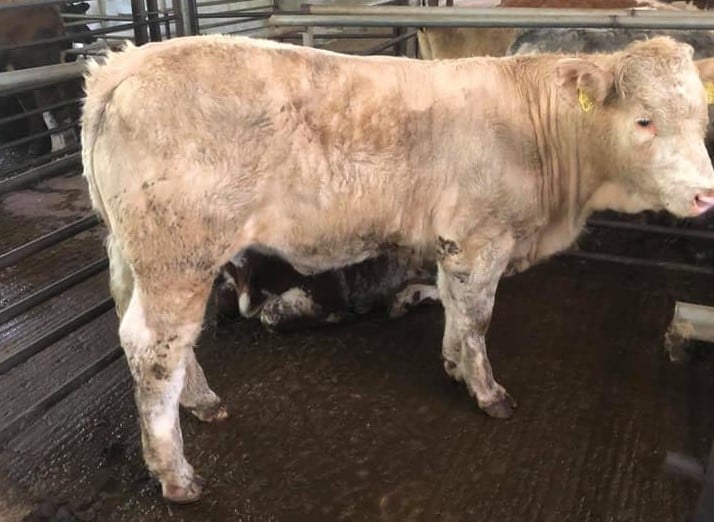 This 350kg Charolais heifer went under the hammer for €940 or €2.68/kg