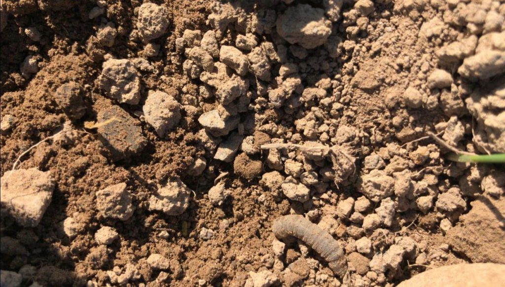 A leather jacket in a spring wheat crop. Image source: Jayne Smyth, Glanbia