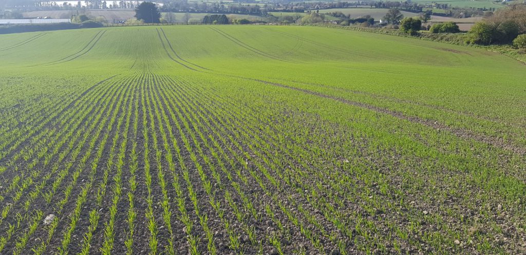 Husky spring oats emerging. Image source: Ollie Whyte