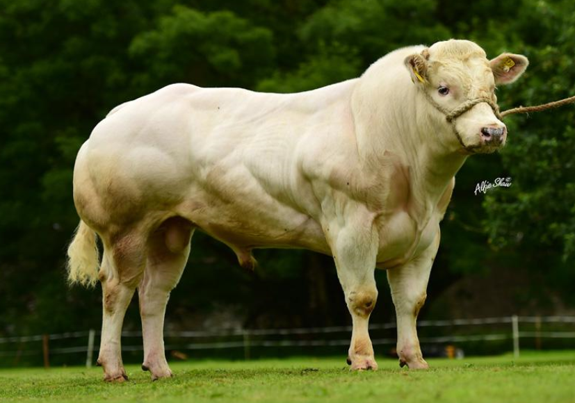 Coolbanagher King (BB4369)