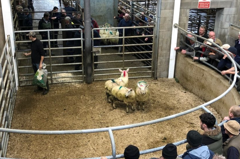 Sheep sale in full swing at Carnew Mart prior to Covid-19 related restrictions