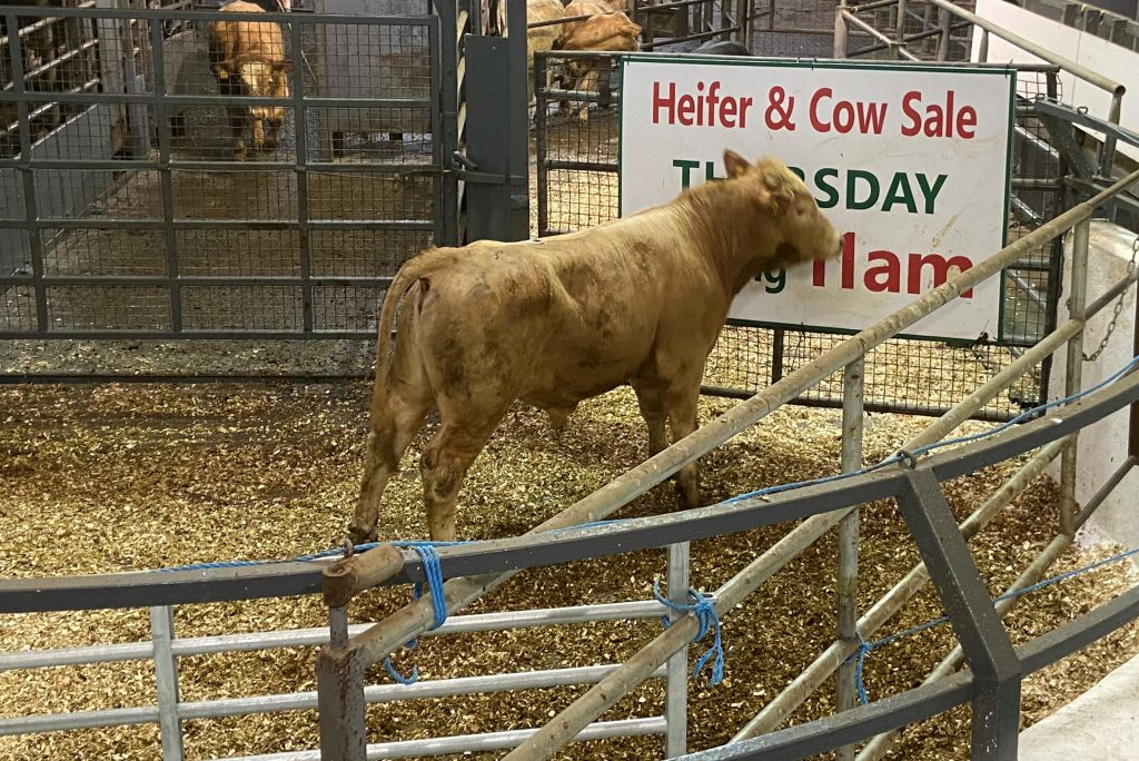 This 465kg, February-2019 born, Charolais bull made €980 or €2.10/kg