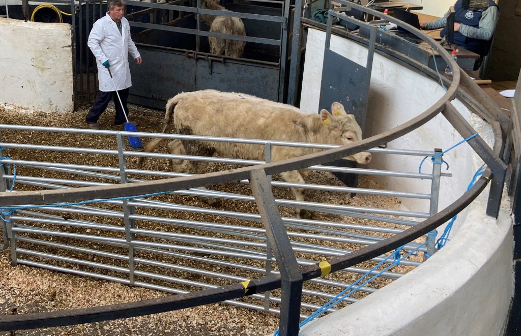 This 300kg, May-2019 born, Charolais heifer sold for €820 or €2.73/kg